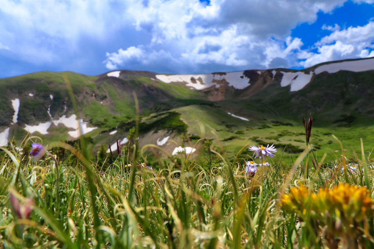 Mountain landscape with green grass, flowers, and patches of snow under a blue sky.